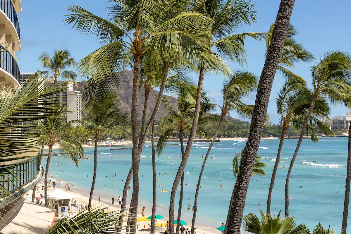 Diamond Resorts complaints: palm trees at the Waikiki Beach