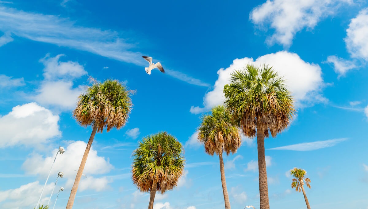 Seagull flying over palm trees