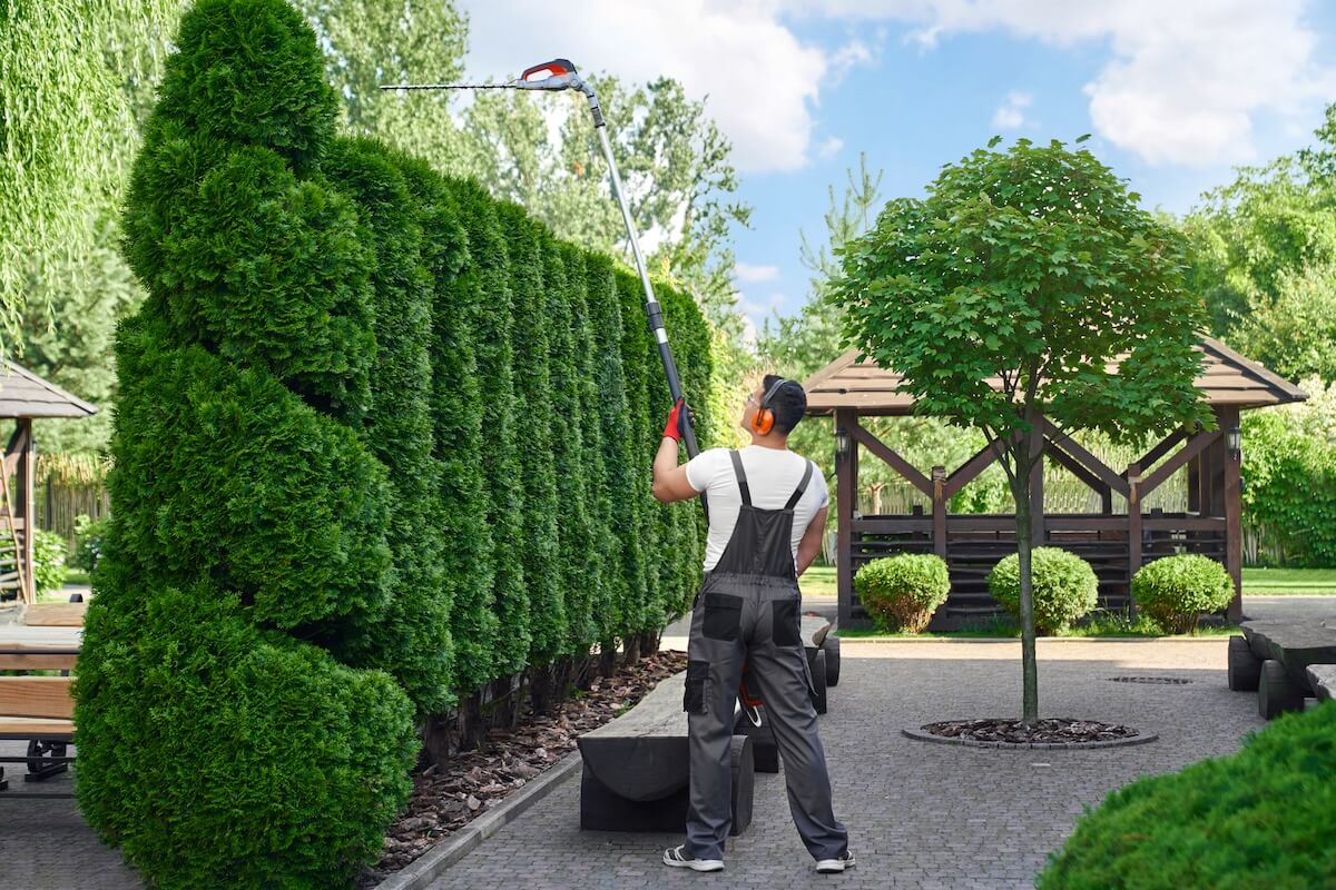 Back view of a gardener trimming hedges